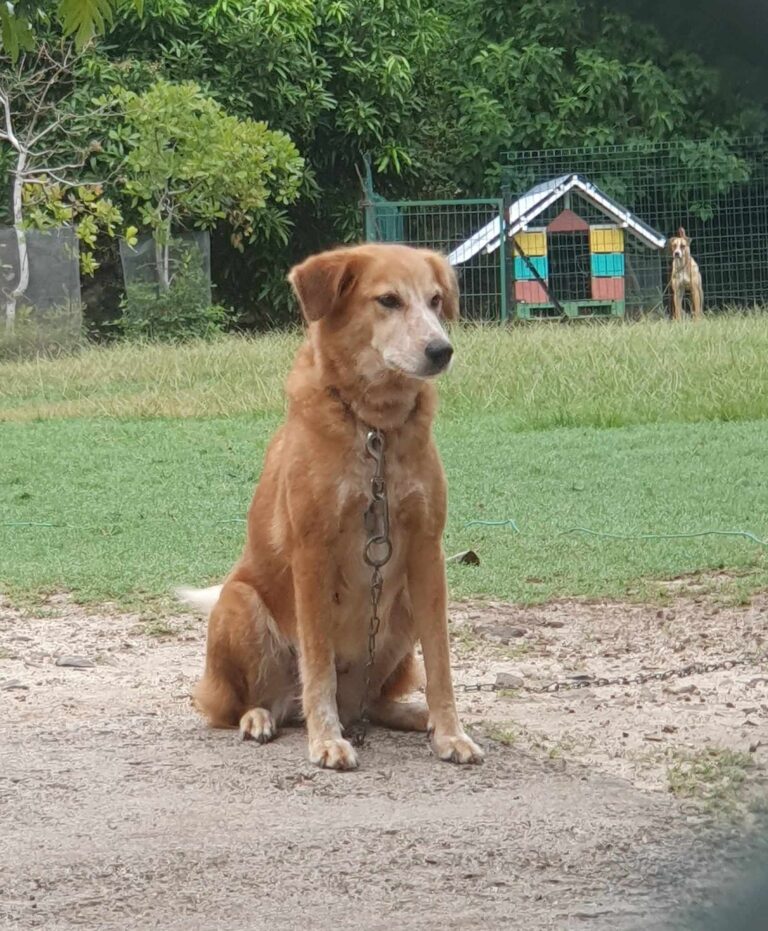 6 ans