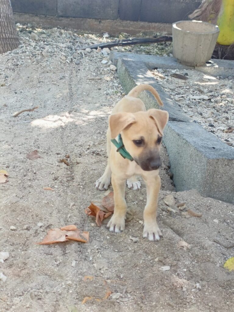 3 mois