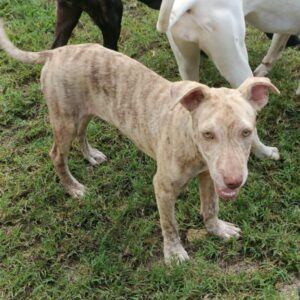 Cola (chiot)