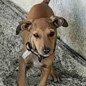 Yahoo (chiot)